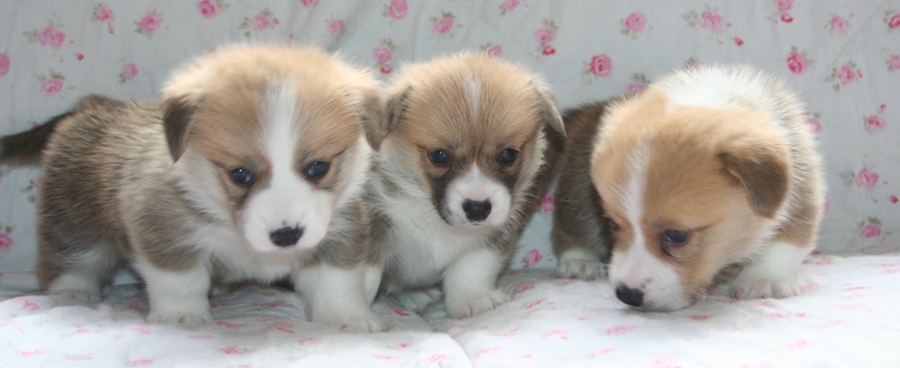 Puppies